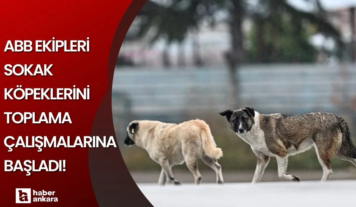 ABB ekipleri sokak köpeklerini toplama çalışmalarına başladı!