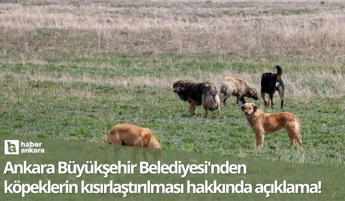 Ankara Büyükşehir Belediyesi'nden köpeklerin kısırlaştırılması hakkında açıklama!