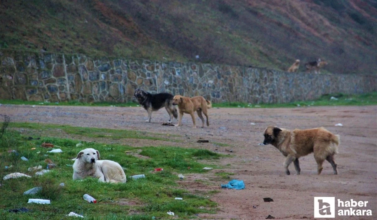 Sokak köpekleri sorunu ABB Meclisi'nin gündemine geldi!