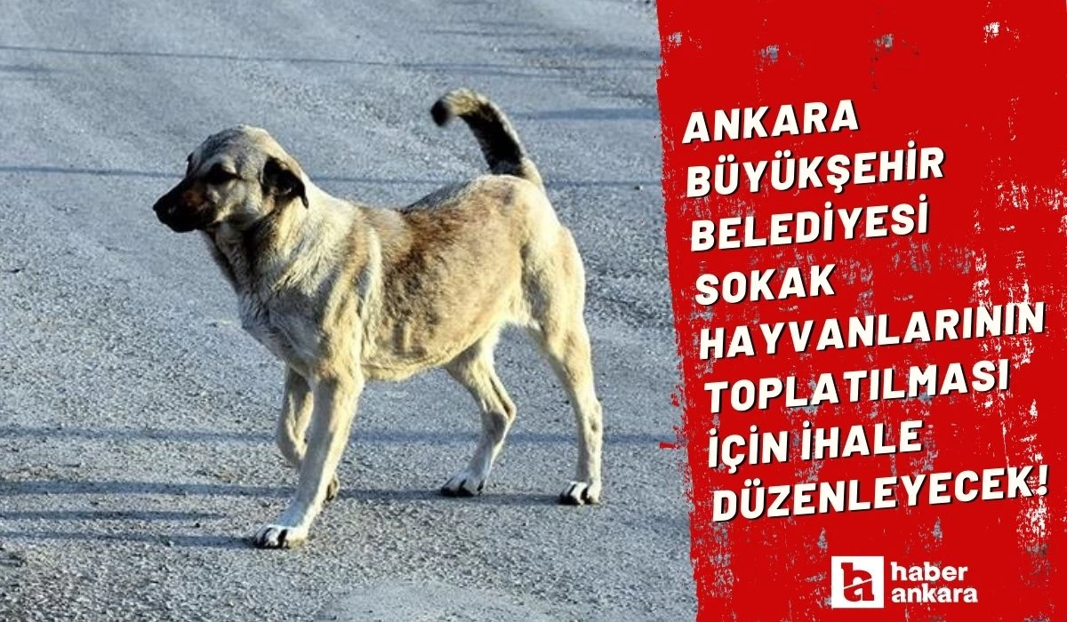 Ankara Büyükşehir Belediyesi sokak hayvanlarının toplatılması için ihale düzenleyecek!