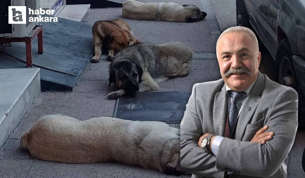 Vatan Partisi Çankaya Belediye Başkanı Adayı Demirbaş açıkladı! Başıboş sokak köpeği kalmayacak