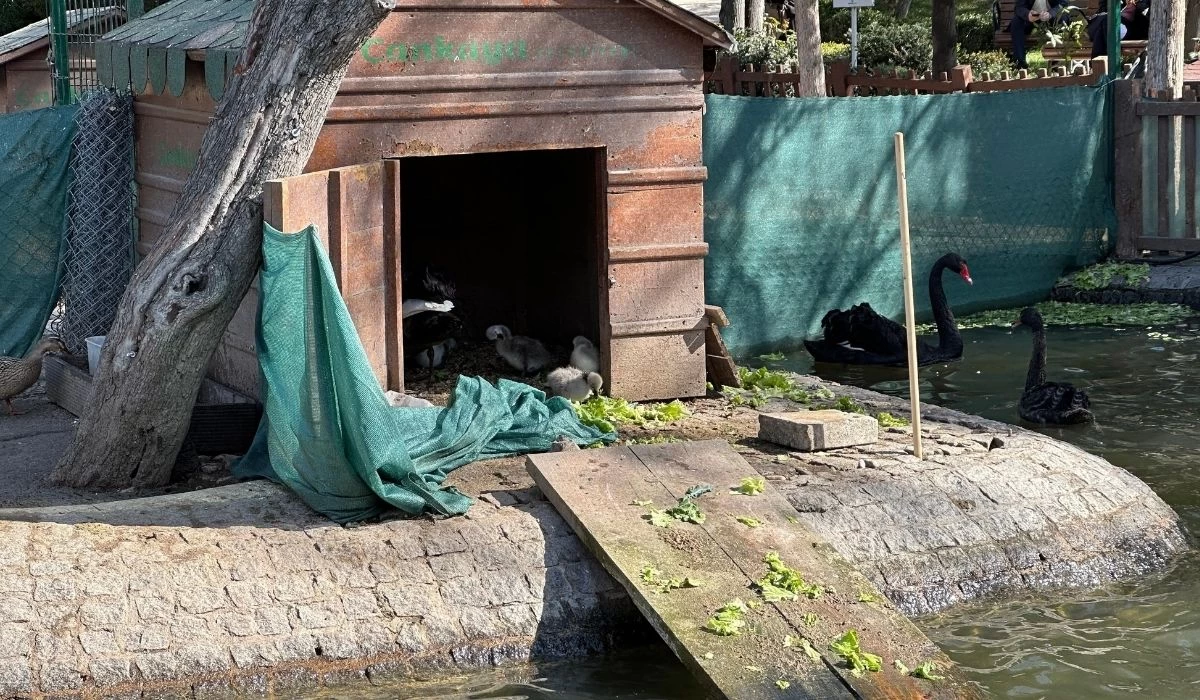 Kuğulu Park'ın yeni gözdesi siyah yavru kuğulara yoğun ilgi!