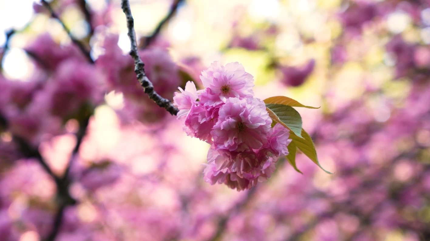 Ankaralı vatandaşlar sakura ağaçları için Dikmen Vadisine akın etti
