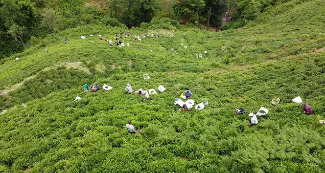 ÇAYKUR 1072 personel alımı kurası ne zaman?