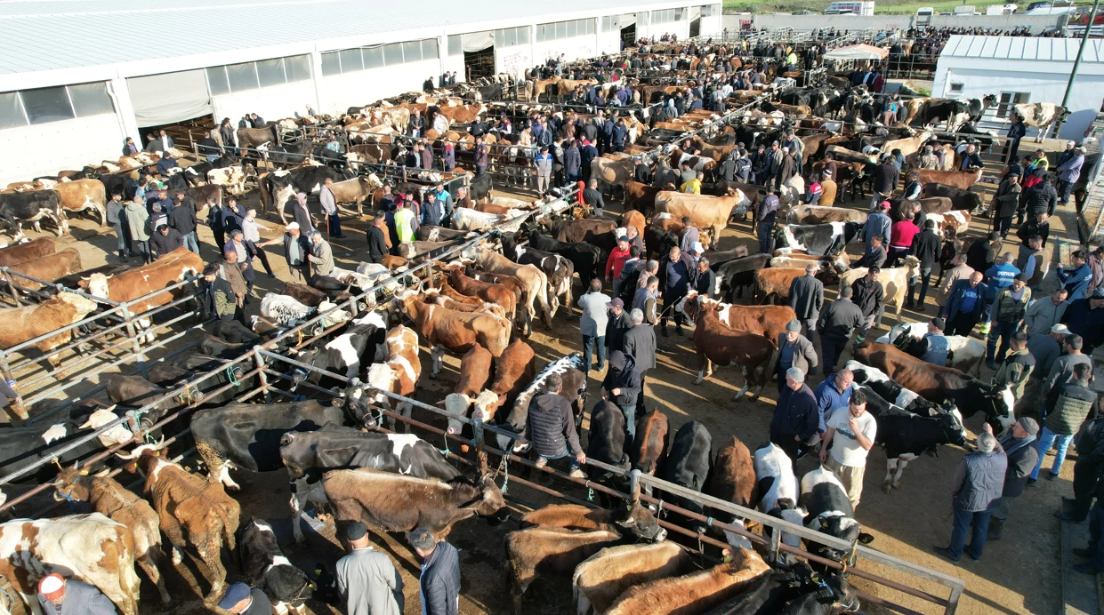 Çubuk Belediyesi Canlı Hayvan Pazarında kurbanlık satışları başladı