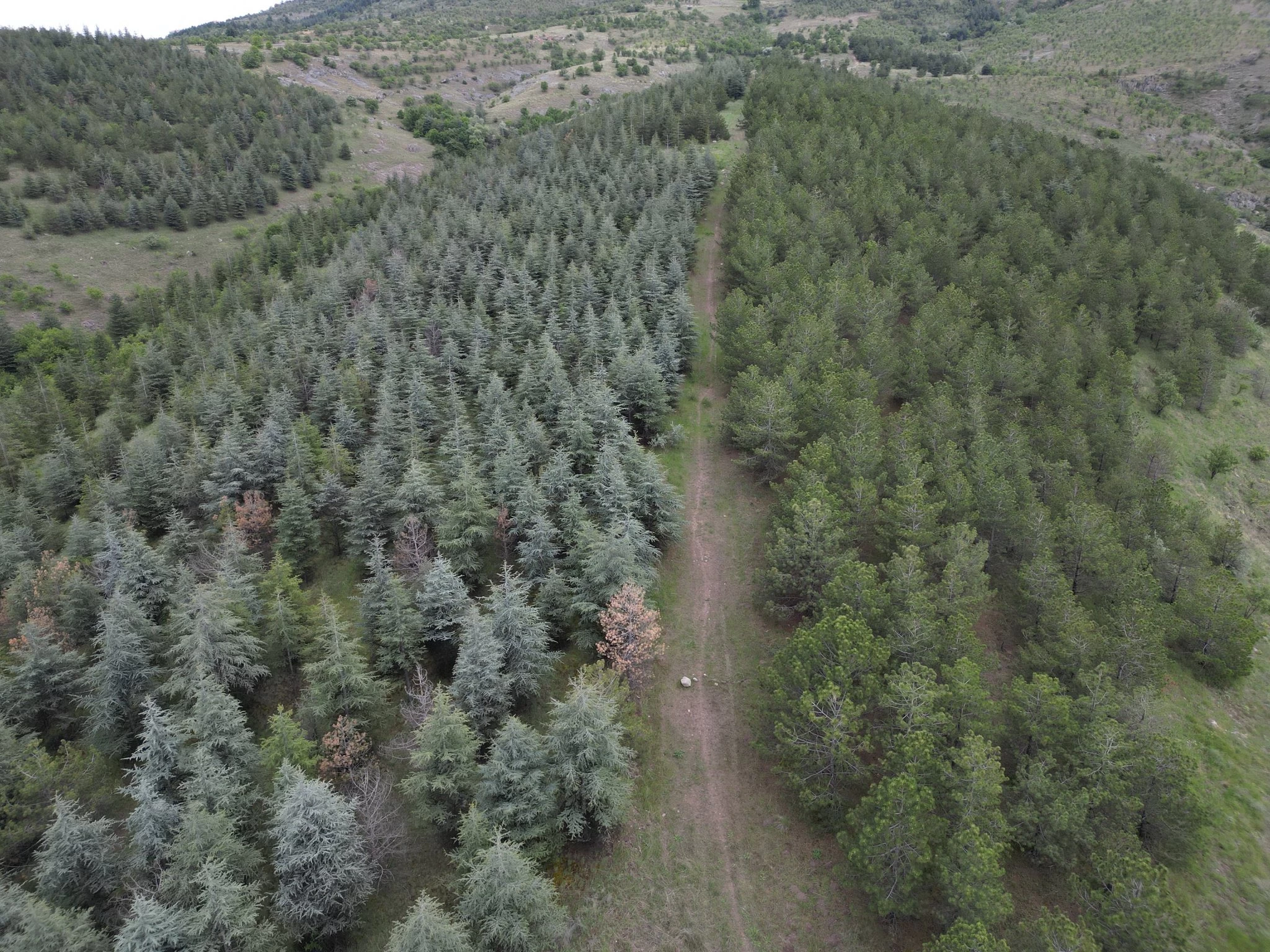 Altındağ Belediyesi Kent Ormanı için hazırlık çalışmalarını sürdürüyor - Resim : 2