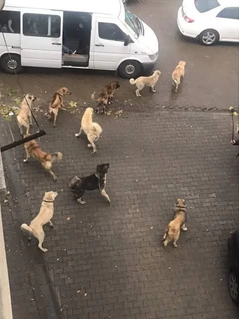 Başıboş sokak köpekleri konusu Meclise geliyor! Çalışmalarda sona gelindi