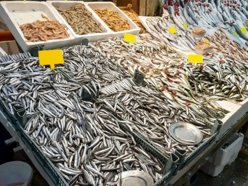 Ankara Balık Halinde fiyatlar belli oldu! ABB balık hali güncel fiyat listesi - Resim : 2