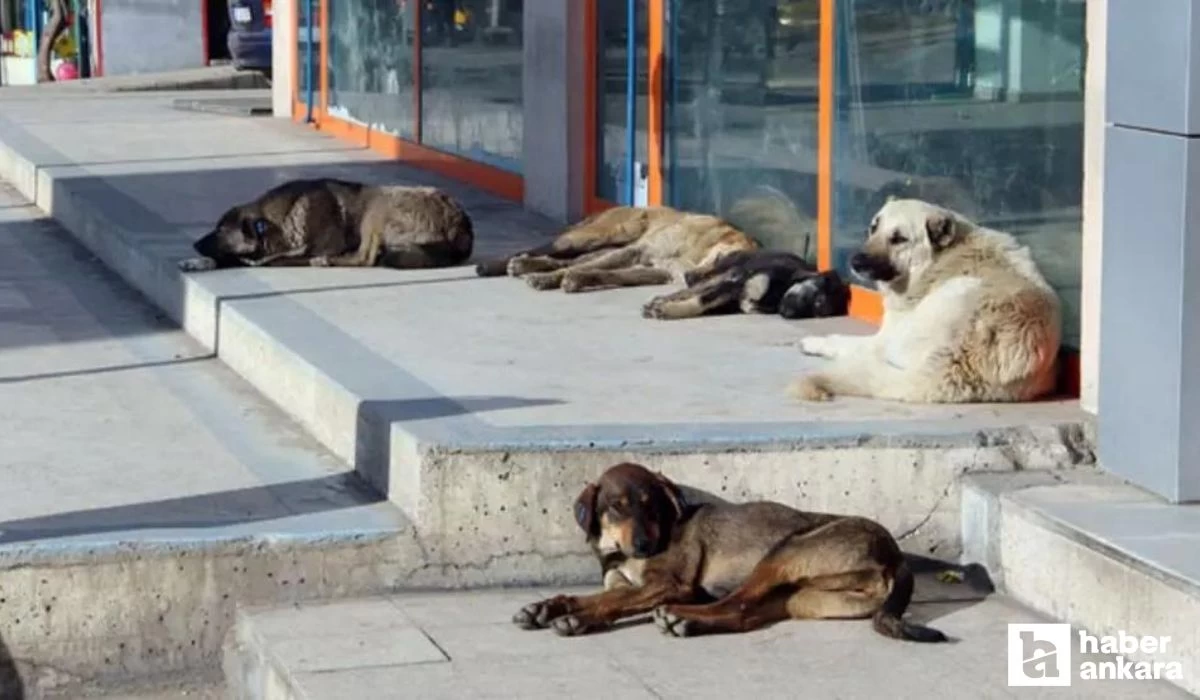 Başıboş sokak köpekleri sorununda yeni gelişme! Yerel seçimlerden önce çözülüyor