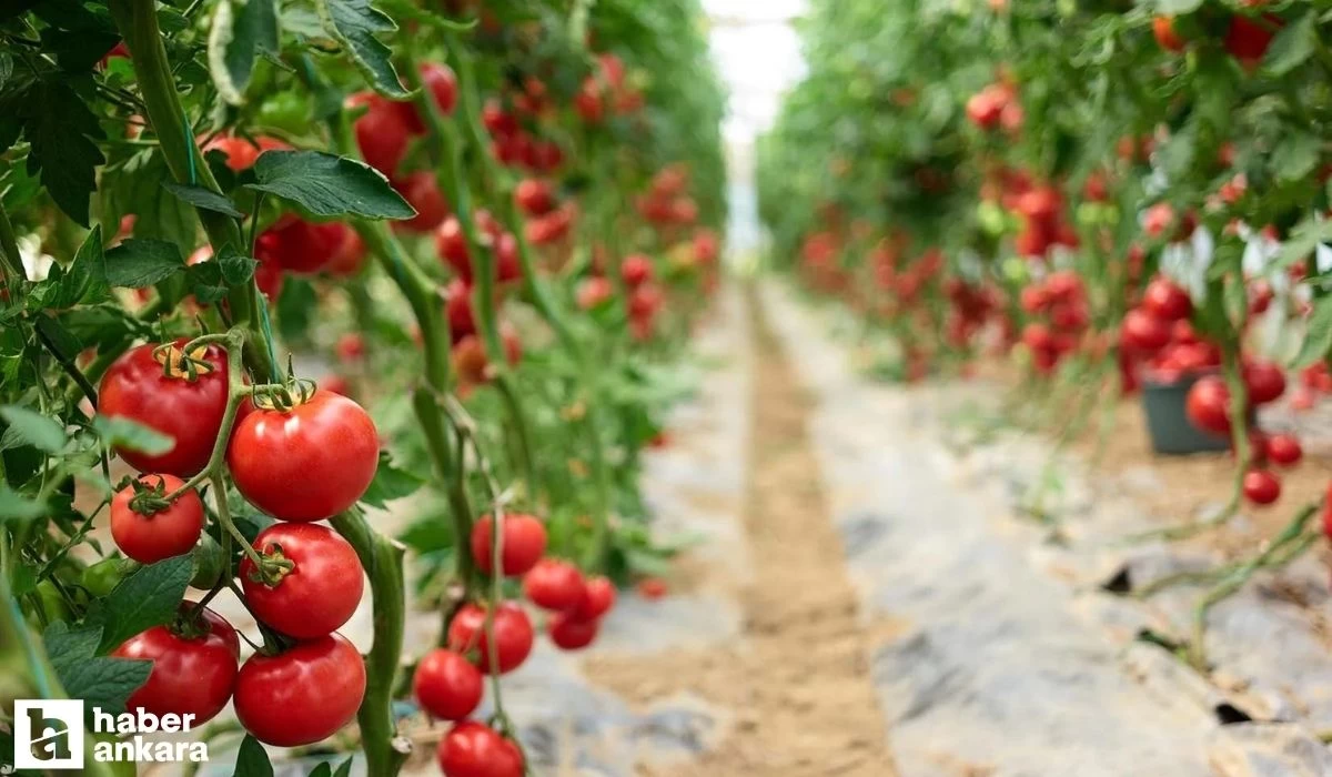 Ankara'nın tescilli Ayaş domatesi ne zaman çıkar, fiyatı ne, tohumu nereden alınır?