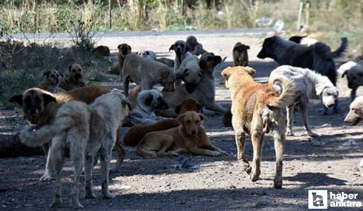 Başıboş sokak köpekleri son 21 ayda 92 kişinin hayatını kaybetmesine neden oldu