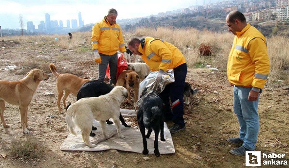 Ankara Çankaya'da sahipsiz köpekler belediye ekiplerince toplanmaya başlandı!