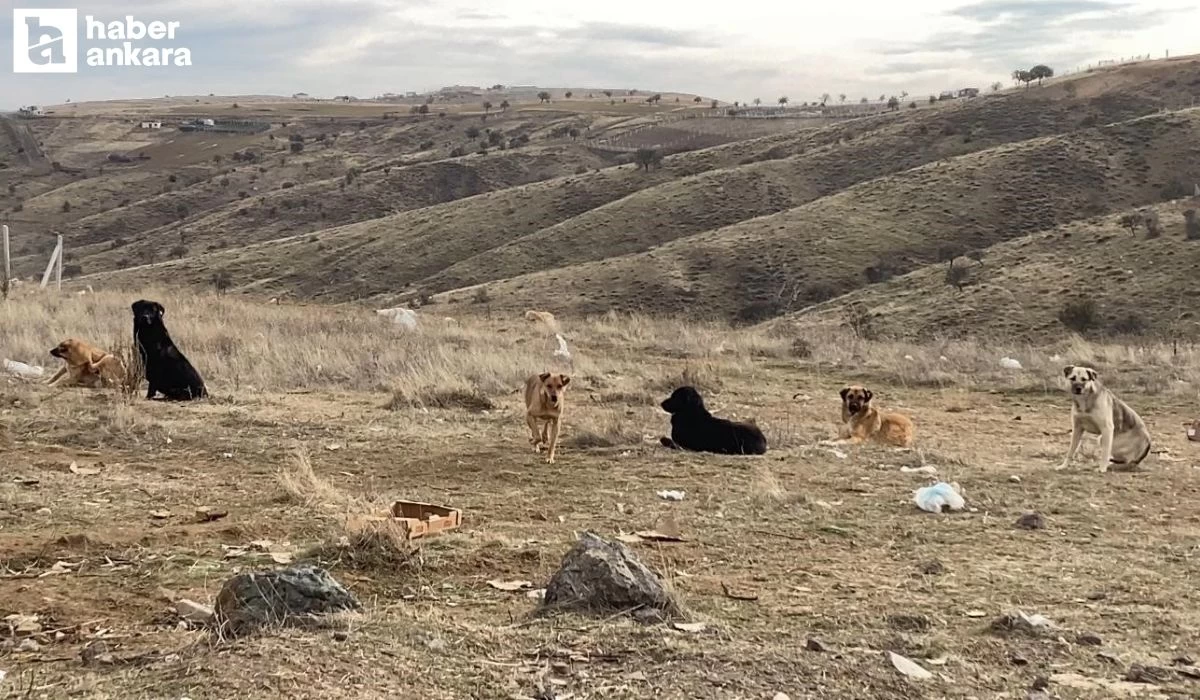 Ankara'da sokak köpeği sürüleri böyle görüntülendi!