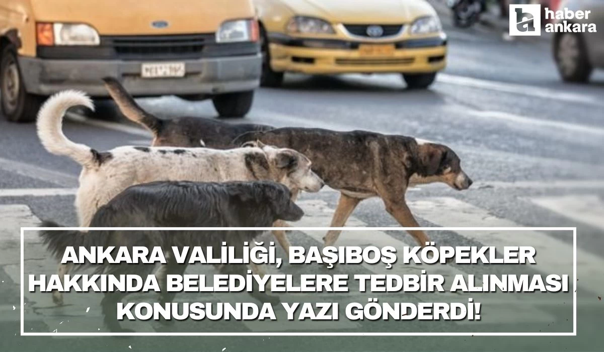 Ankara Valiliği başıboş köpekler hakkında belediyelere tedbir alınması konusunda yazı gönderdi!