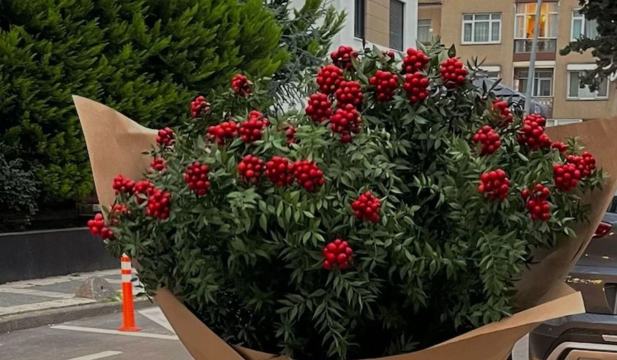 Ankara'da resmen yok satıyor! Yılbaşında bunu almayan neredeyse kalmıyor almayan pişman oluyor!