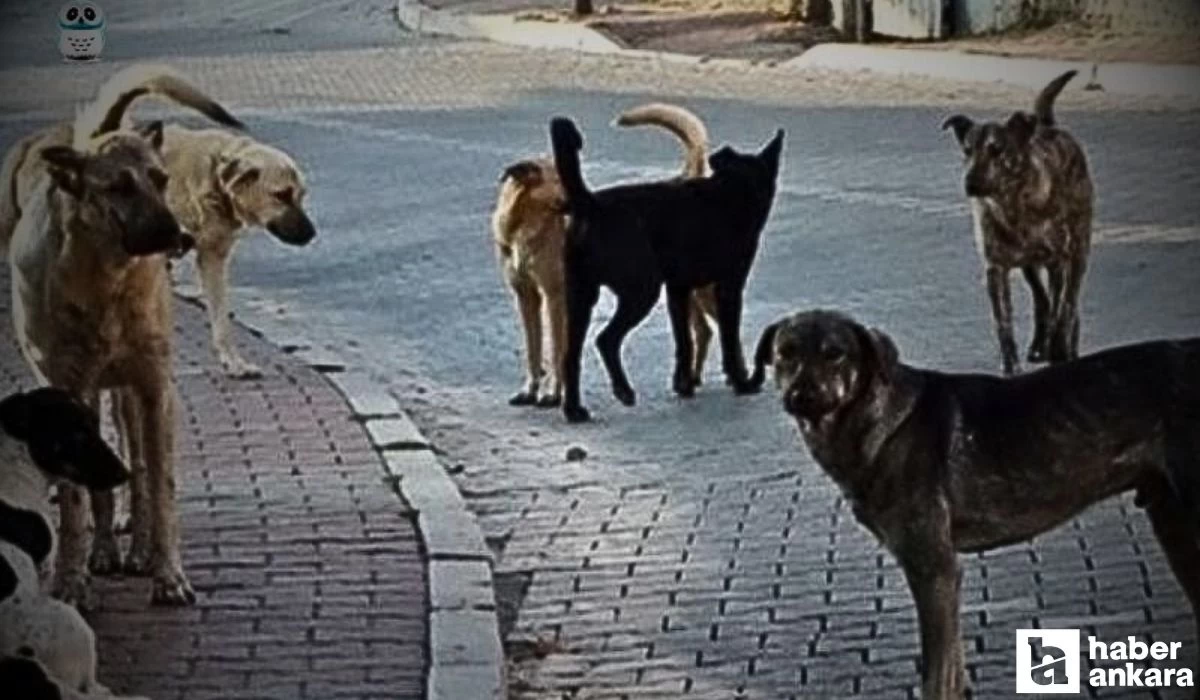 Ankara'da başıboş sokak köpeği saldırısı! Öğrenciye otomobil çarptı