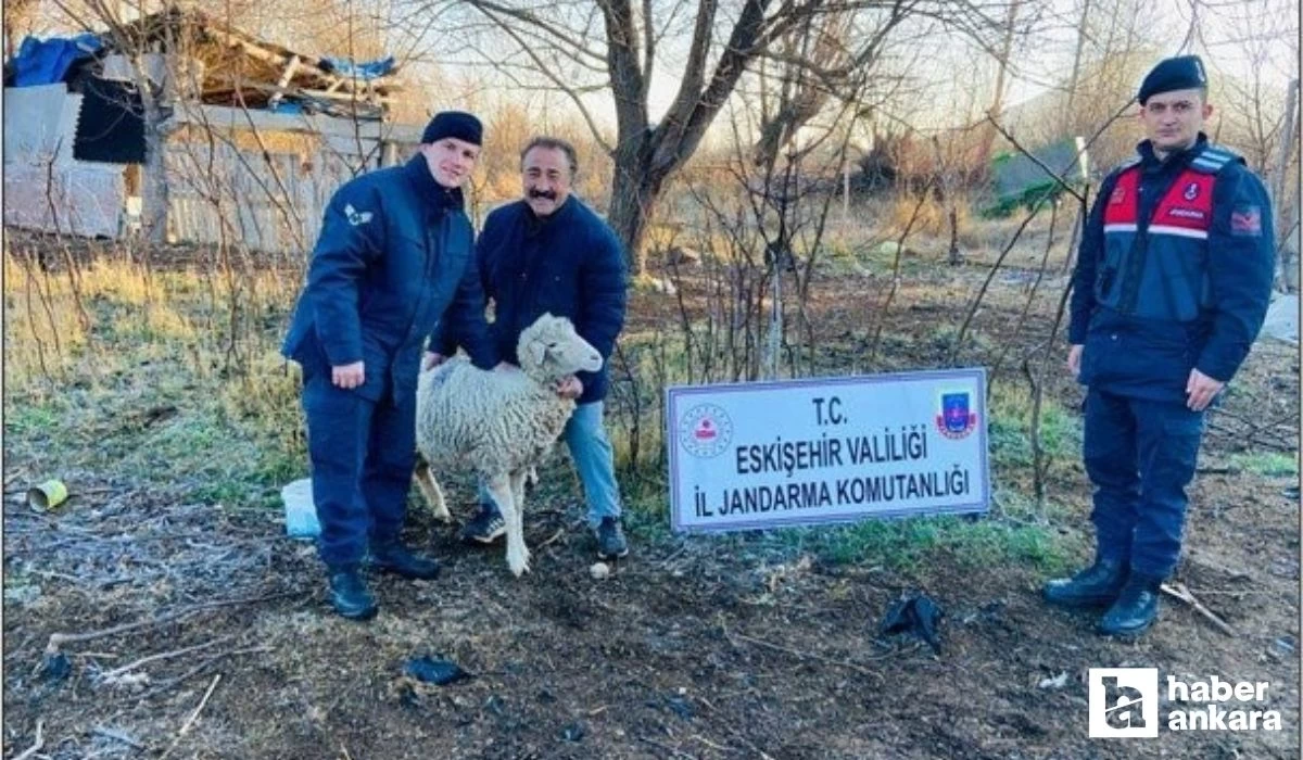 Eskişehir'den Ankara'ya uzanan hırsızlık hikayesi! Çalınan koyunlar Ankara'da bulundu