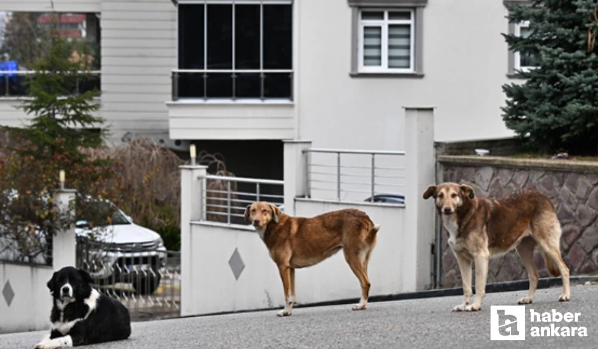 Ankara'da sokak köpeği saldırısına uğrayan hemşire yardım istedi! Lütfen sahipsiz köpek sorununa bir çözüm bulunsun