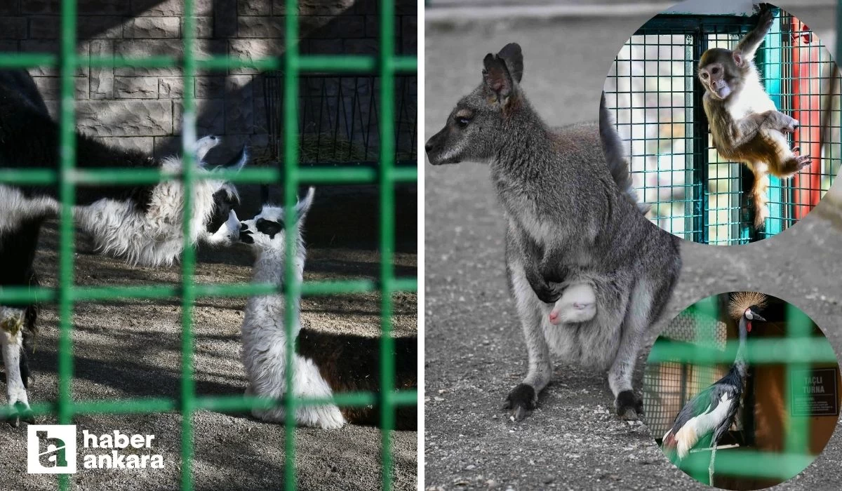 ABB evcil hayvanlar parklarının yeni üyeleri dünyaya gözlerini açtı! Albino kanguru ve lama yavrusuna büyük ilgi