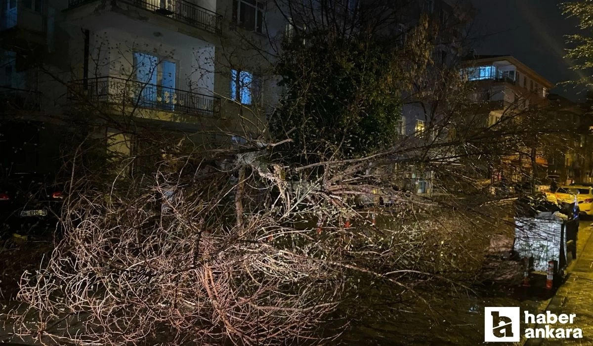 Ankara’da etkili fırtına nedeniyle ağaç devrildi!