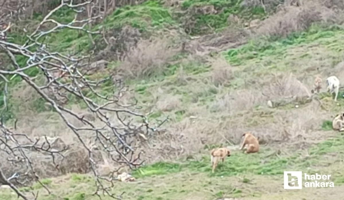 Mamak'ta 2 kız çocuğunun yaşadığı köpek saldırısı ile ilgili yeni gelişme! Köpekleri birisi bıraktı iddiası