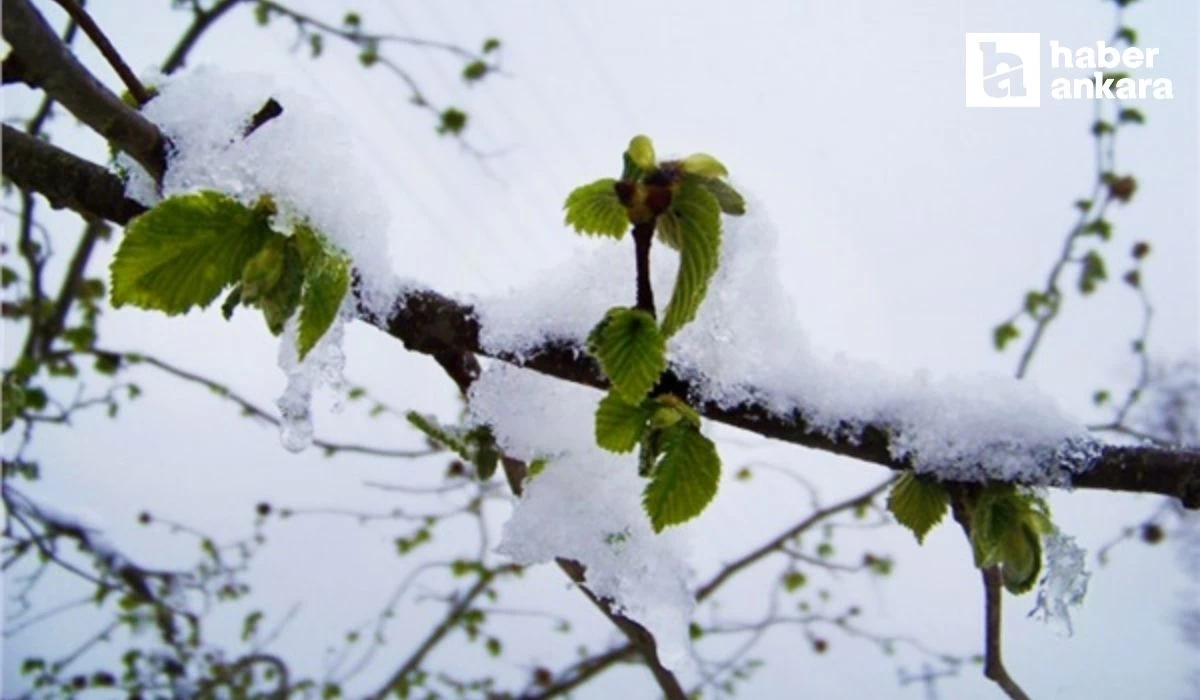 Ankaralılar dikkat bu gece resmen başlıyor! Meteoroloji kuvvetli don hadisesine karşı uyardı