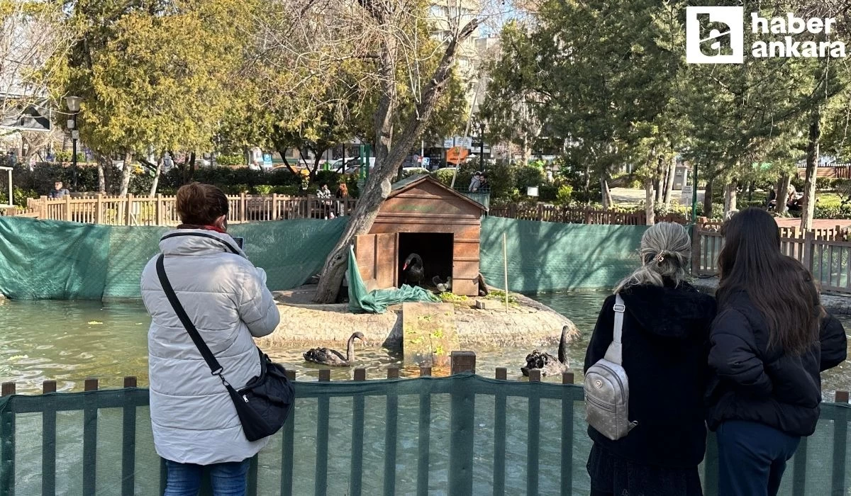 Kuğulu Park'ın yeni gözdesi siyah yavru kuğulara yoğun ilgi!