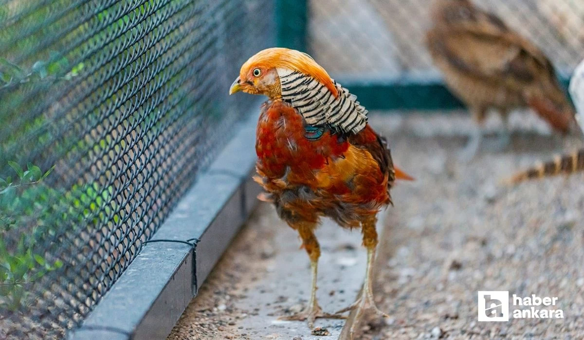 Pursaklar Belediyesi kanatlı hayvanları Evcil Hayvanlar Parkında koruma altına alıyor