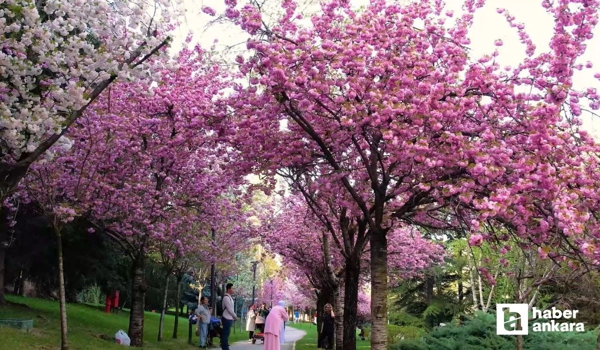 Ankaralı vatandaşlar sakura ağaçları için Dikmen Vadisine akın etti