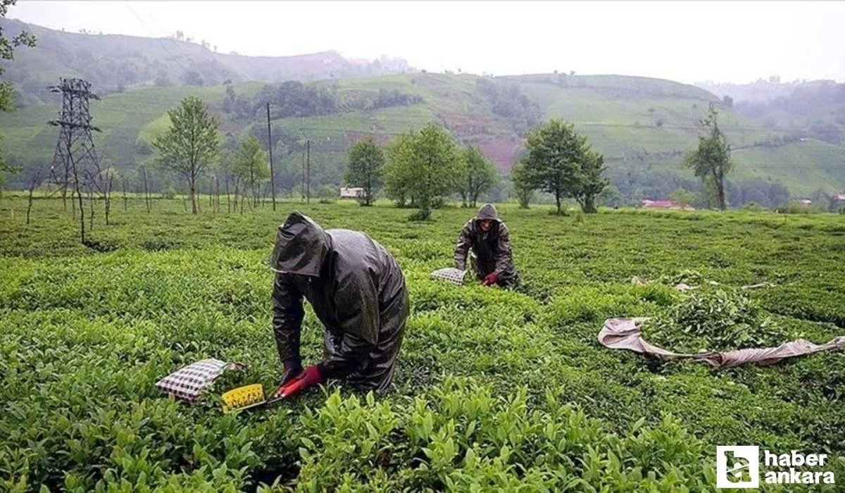 Çaykur 1072 işçi alımı ne zaman, başvuru nereden ve nasıl yapılır?