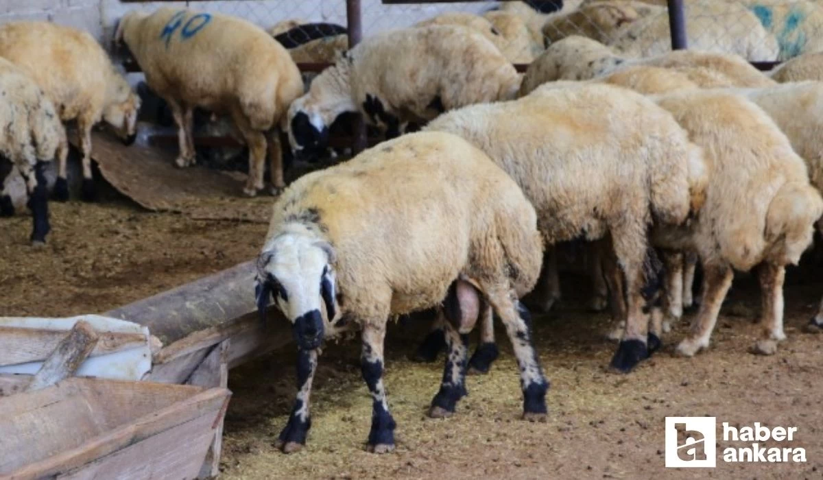 Kurban Bayramı'na kısa bir zaman kala Ankaralılar için kurbanlık fiyatları belli olmaya başladı!