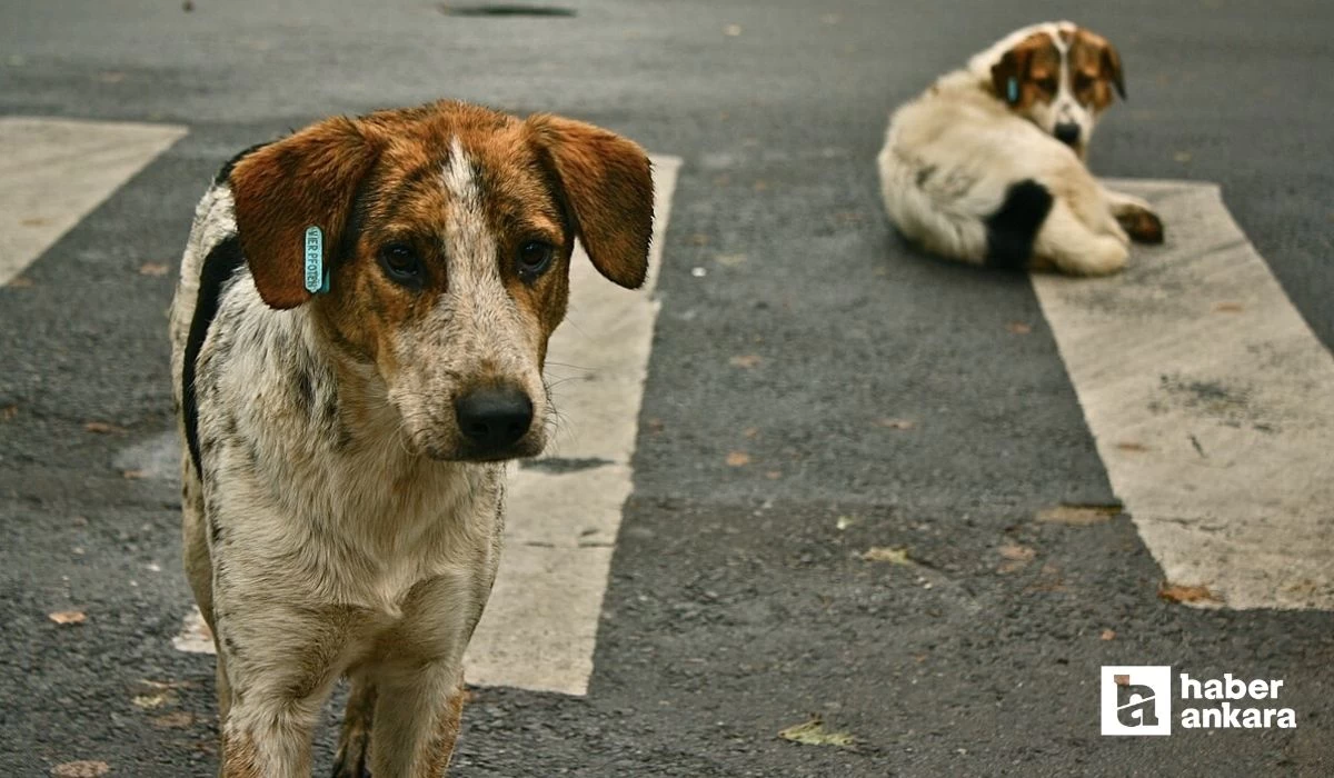 Ankara'da ne kadar başıboş köpeğin olduğu belli oldu!