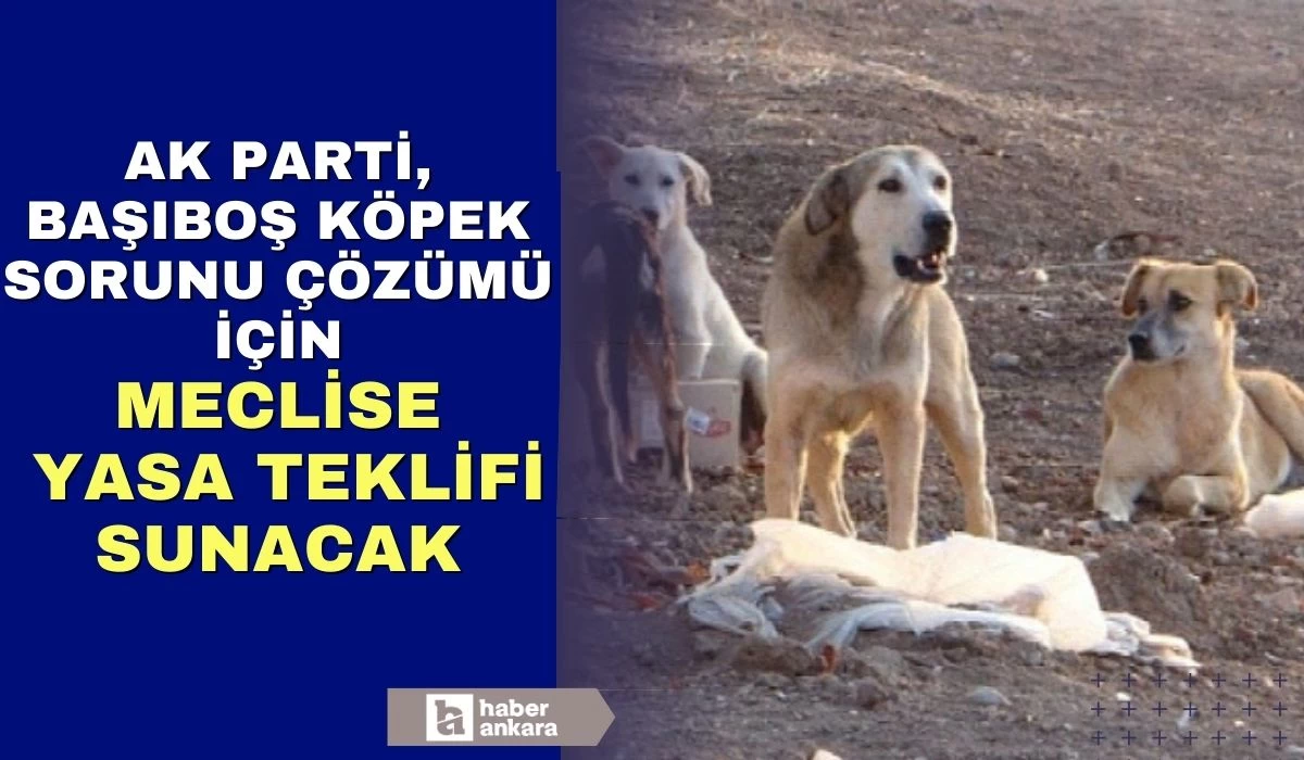 Başıboş sokak köpekleri konusu Meclise geliyor! Çalışmalarda sona gelindi