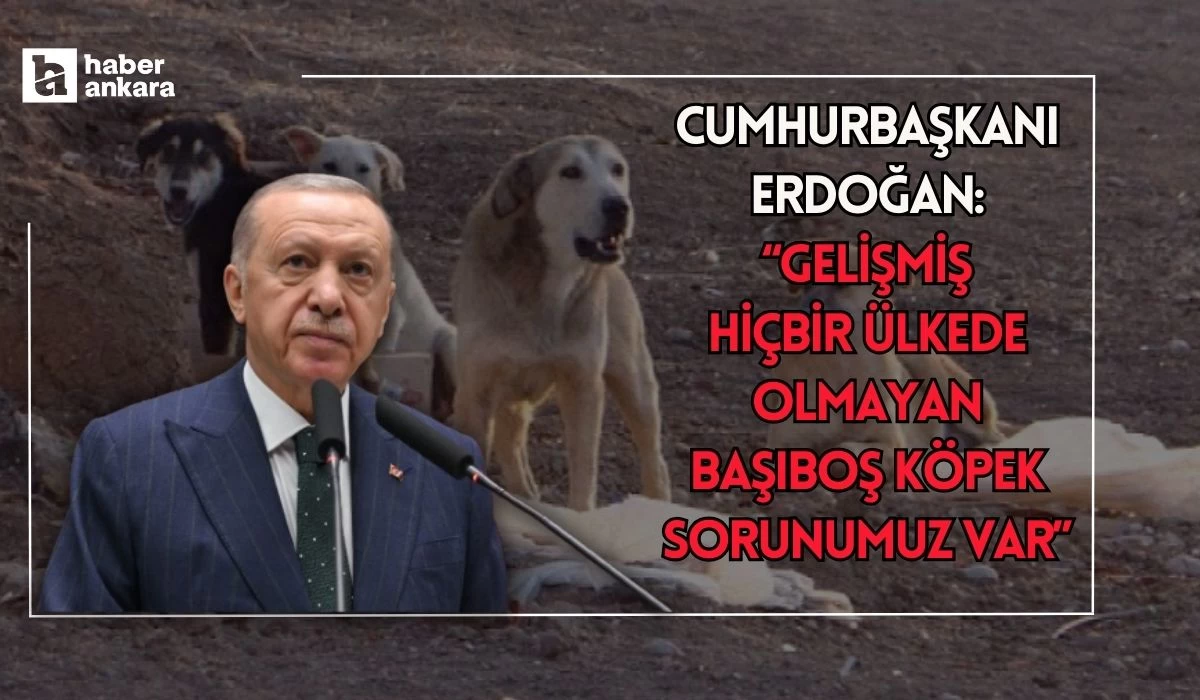 Cumhurbaşkanı Recep Tayyip Erdoğan başıboş sokak köpekleri sorununu çözeceklerini söyledi